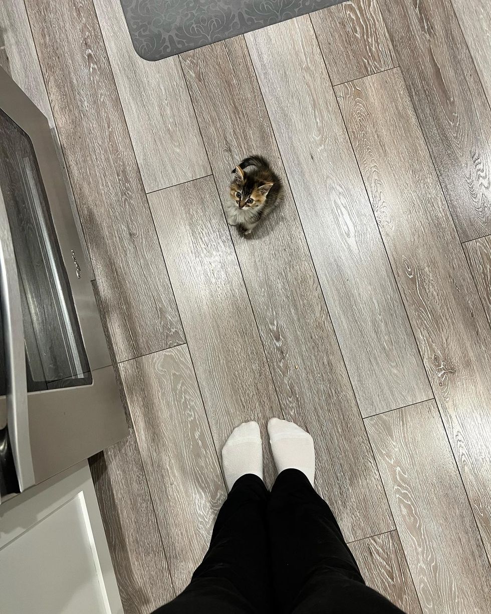 A closer look at Love And Attention Meow Cause