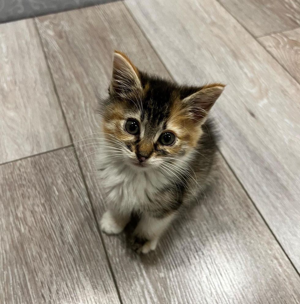 Photo inspiration: Visual Reference: Feral Kitten Turns Into An Attention Seeker After She S