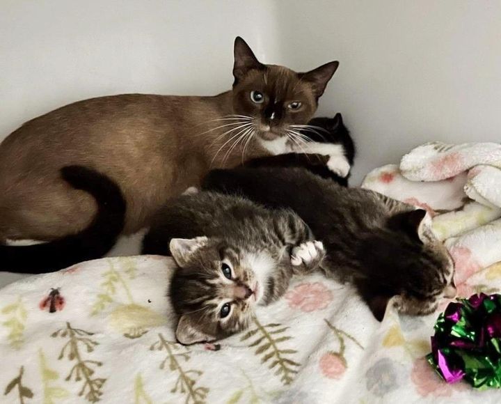 cat mom cuddles kittens