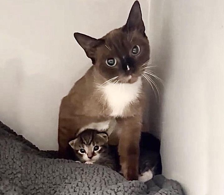 cat mom kitten