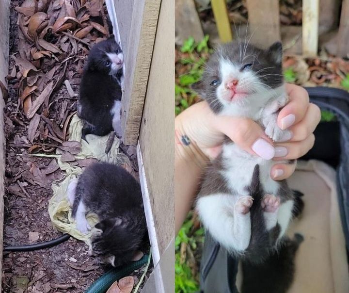 kittens found outside