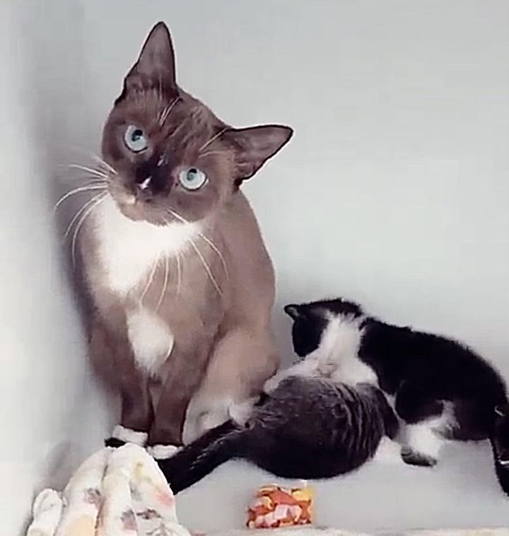 cat playful kittens
