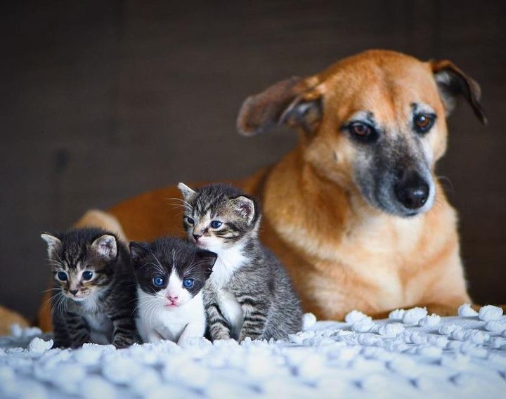 kittens and dog