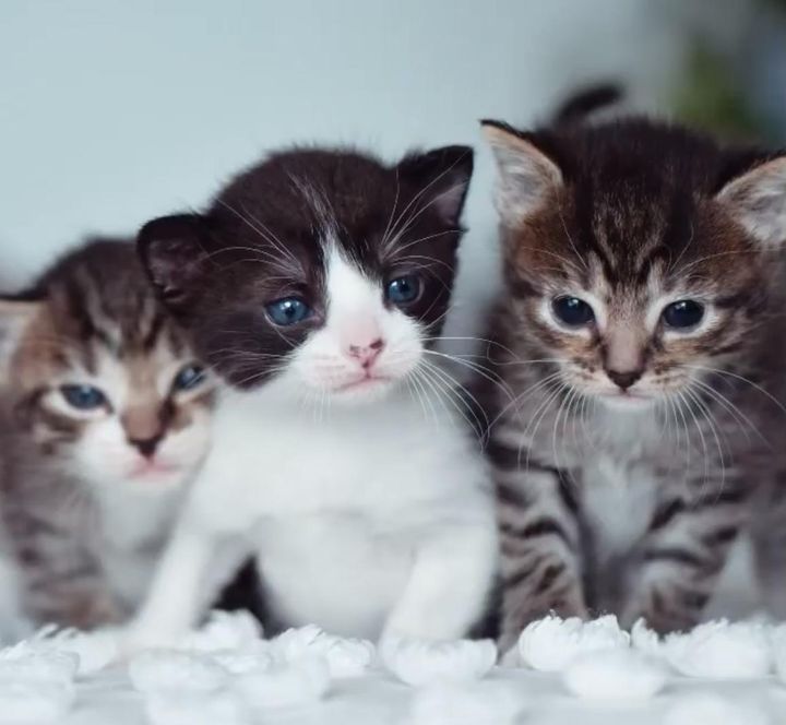 trio kittens