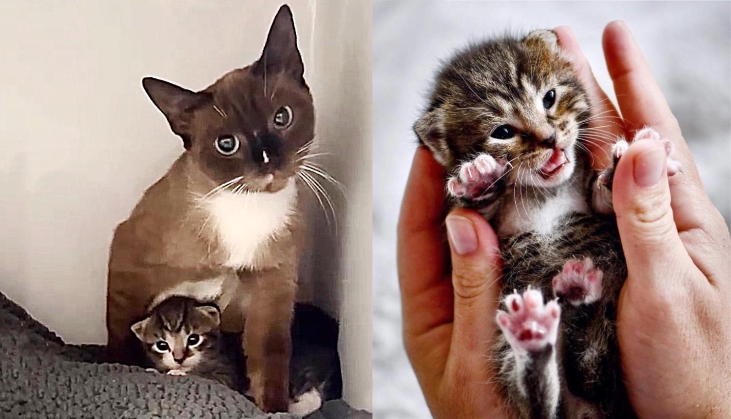 Cat Has Been Living Outside for So Long, is Indoors with Her Kittens