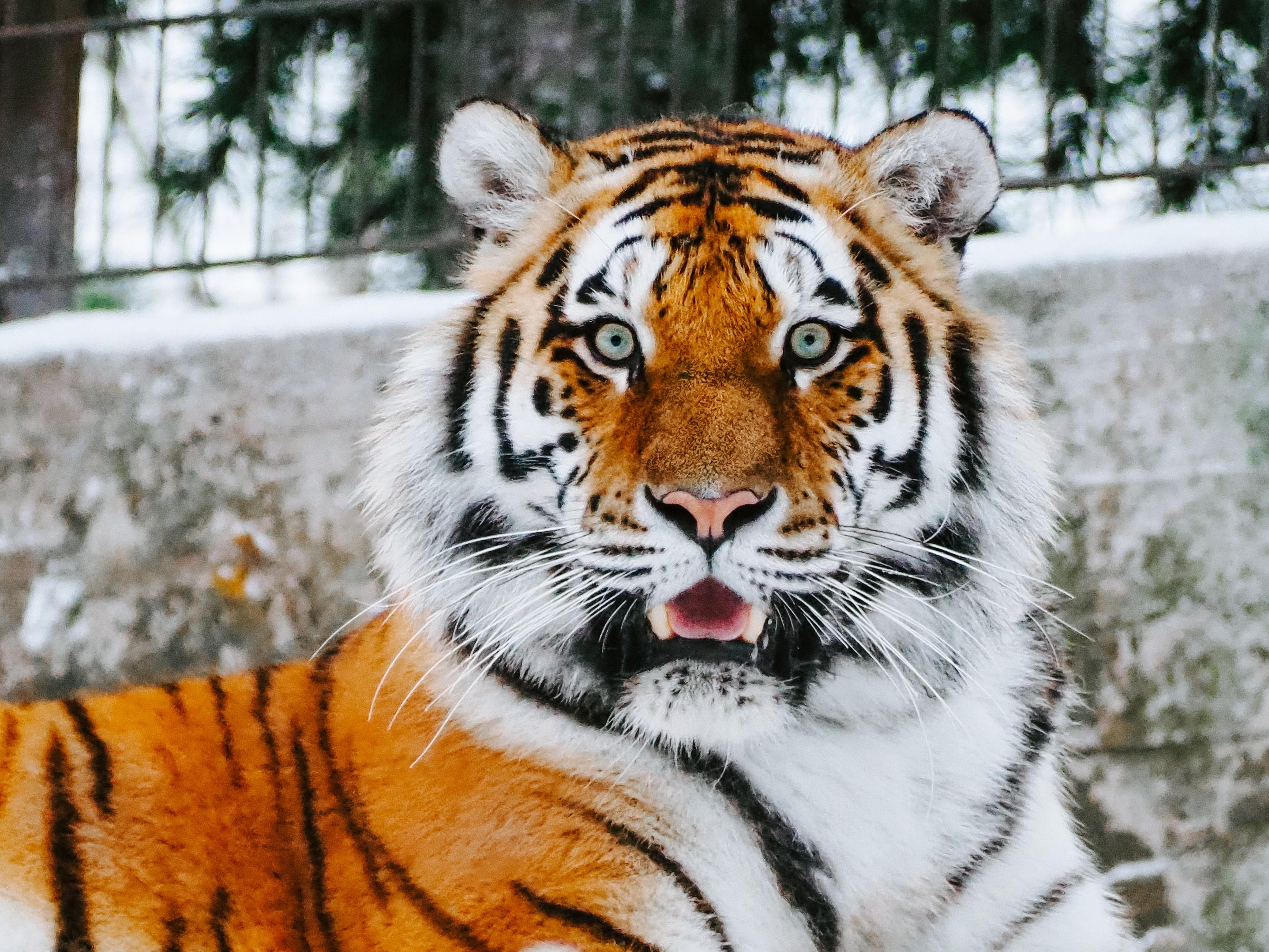 Tiger populations exponentially increase in Asia and Nepal - Upworthy