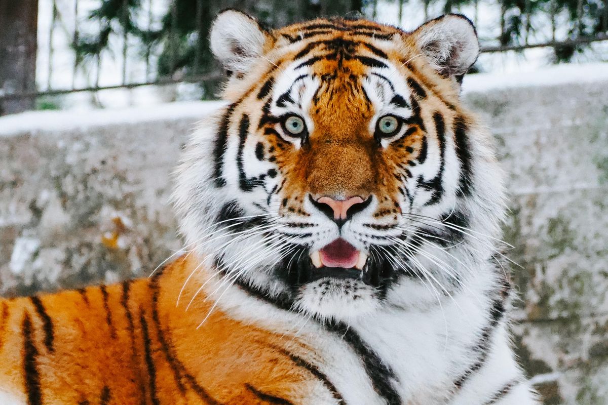 Good Luck Minis Siberian Tigers