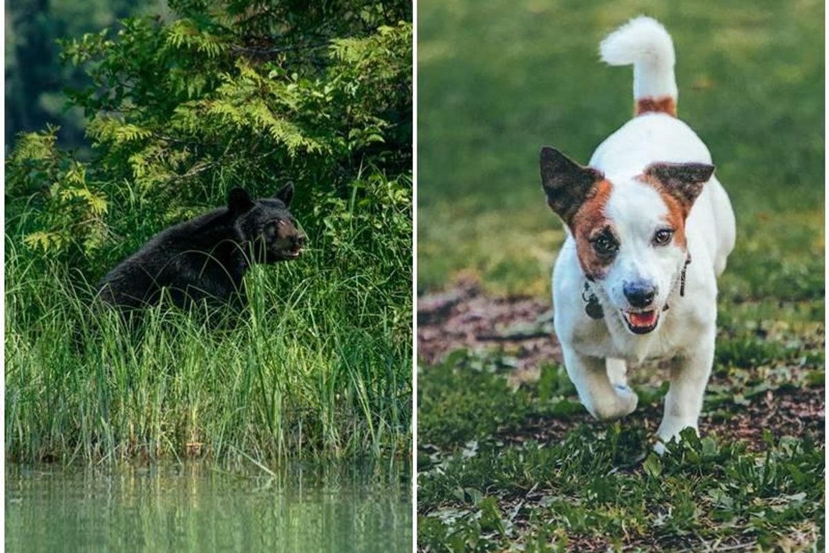 bear, jack russell terrier, vermont