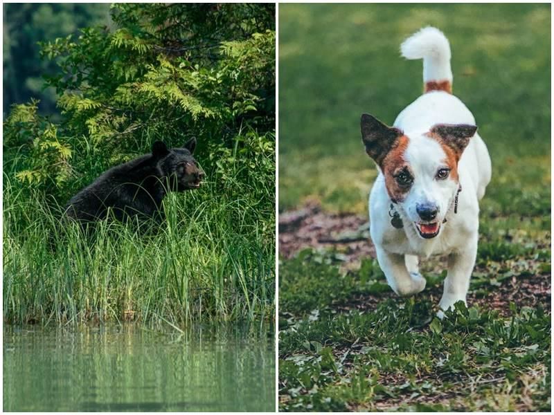 bear, jack russell terrier, vermont