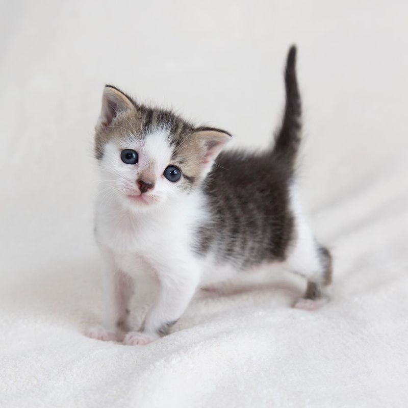 sweet kitten stretching