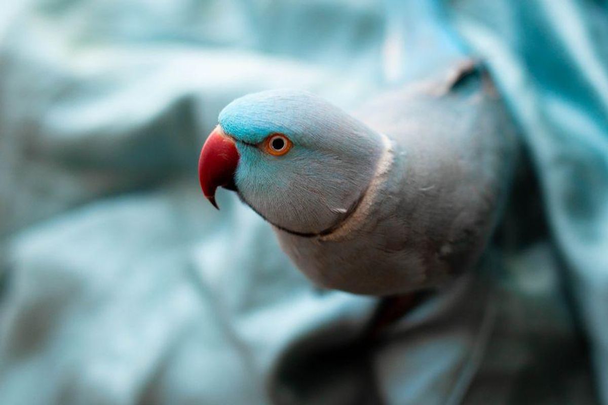 People are loving Kiwi the talking blue parrot on TikTok - Upworthy