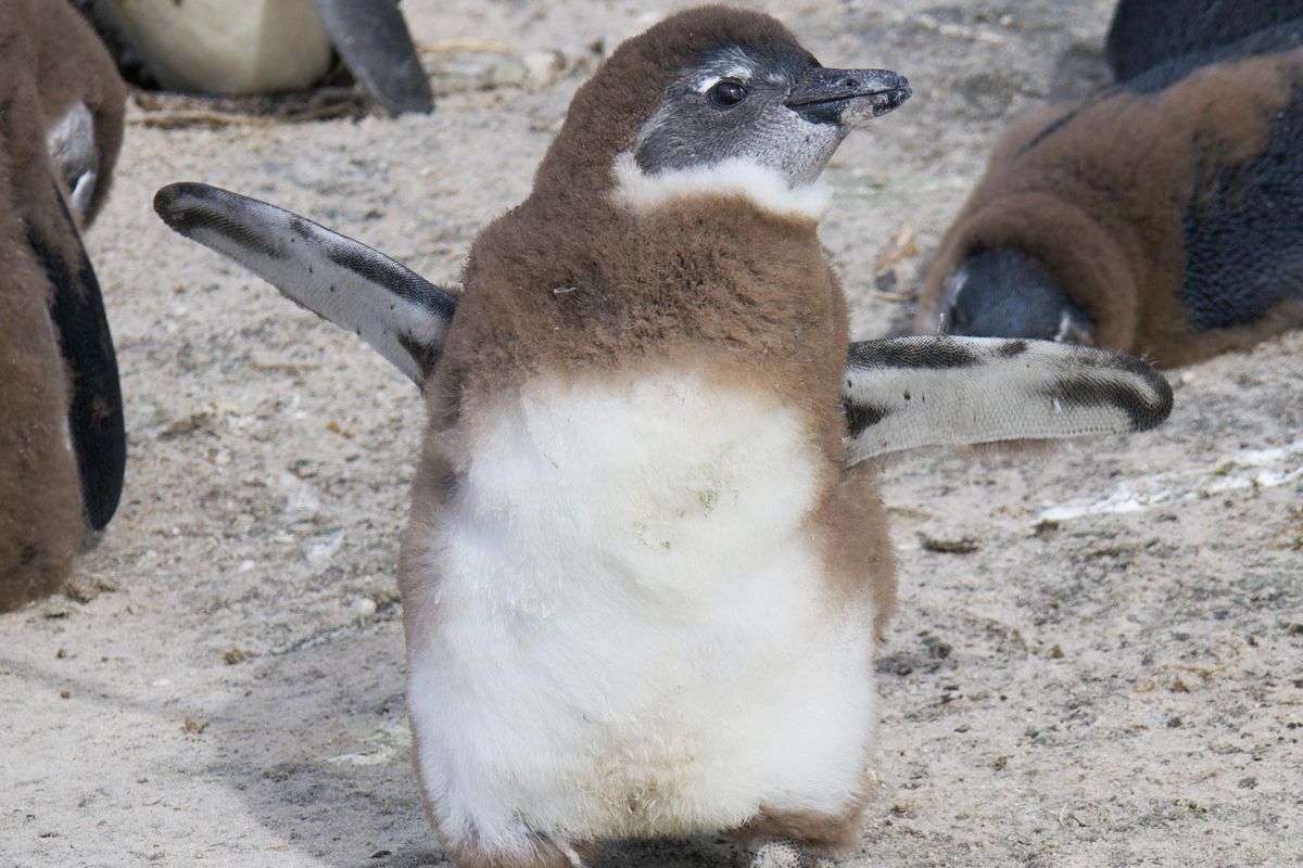 penguin; prosthetics; San Diego Zoo