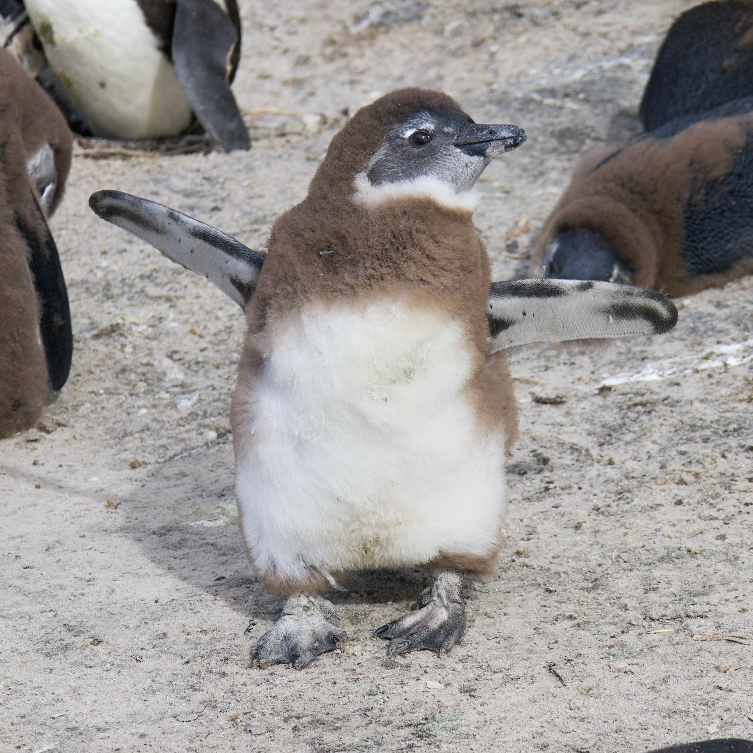 penguin; prosthetics; San Diego Zoo