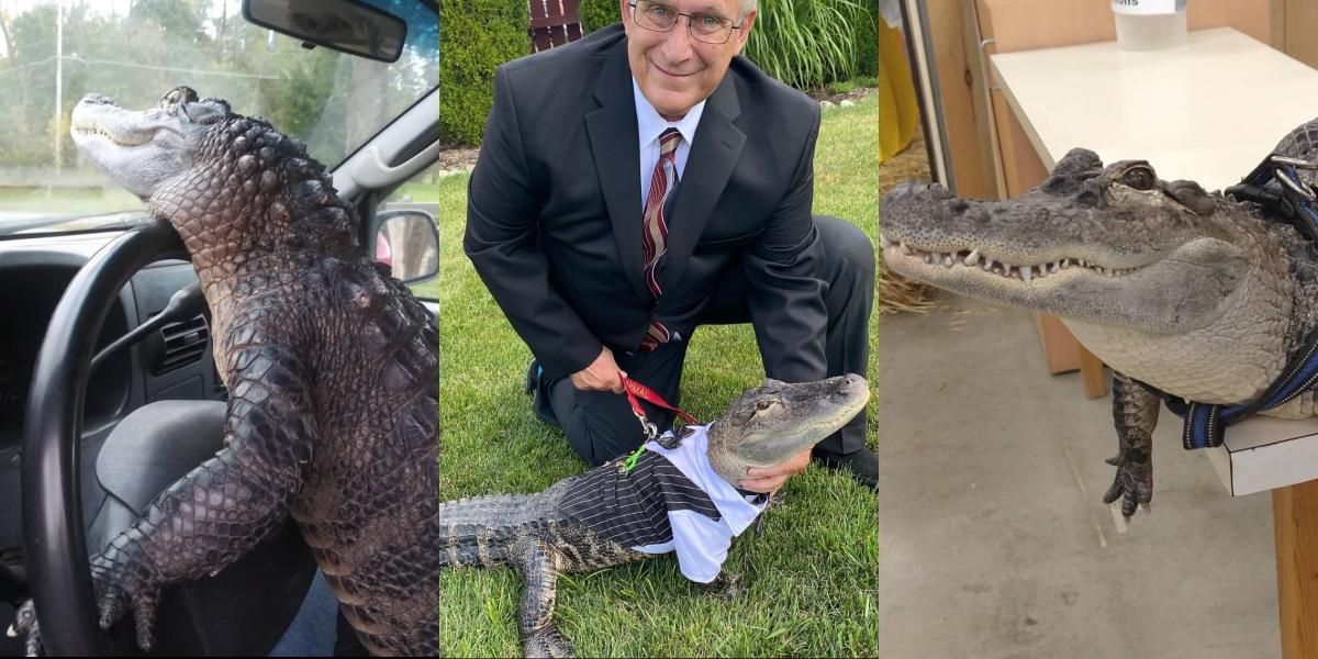 Man adopts Wally as his 'emotional support alligator' and they've become the best of friends