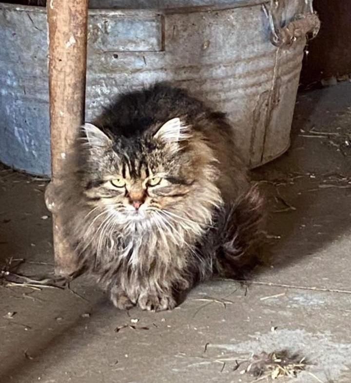 fluffy farm cat