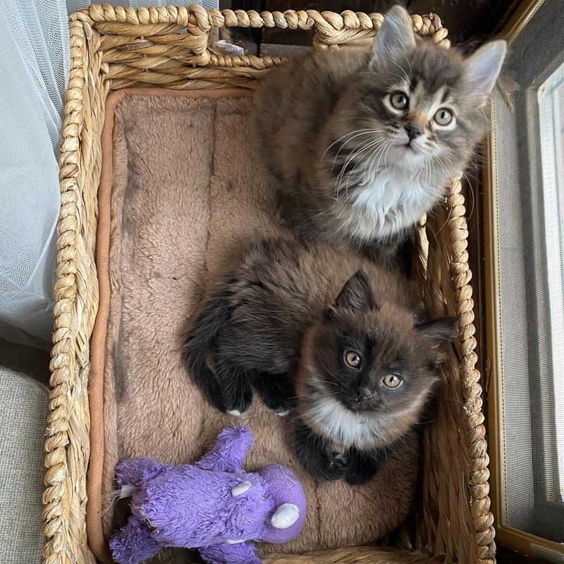 kittens sunbathing by window