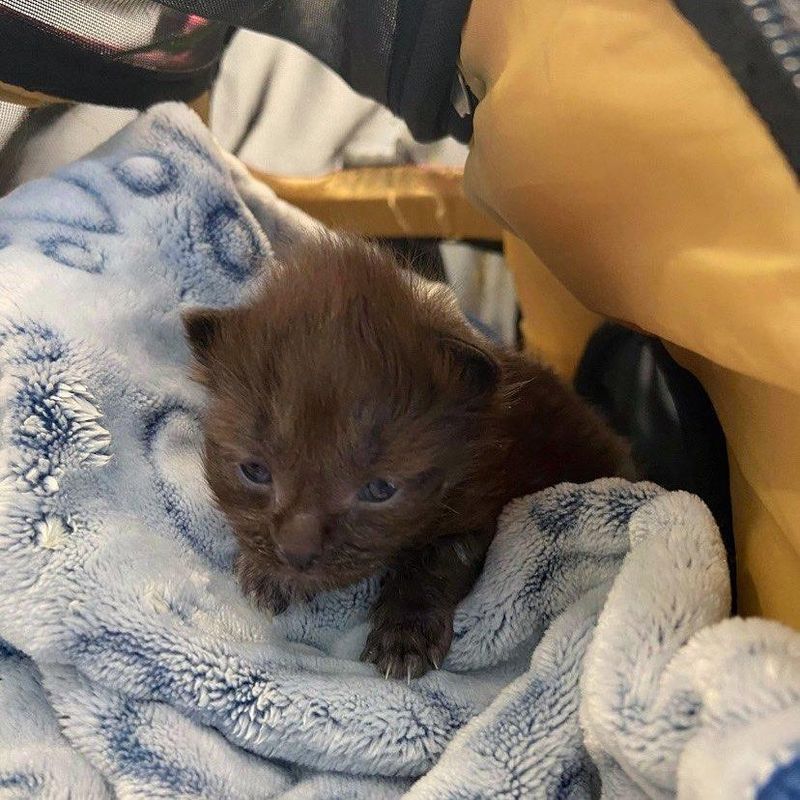 black kitten baby