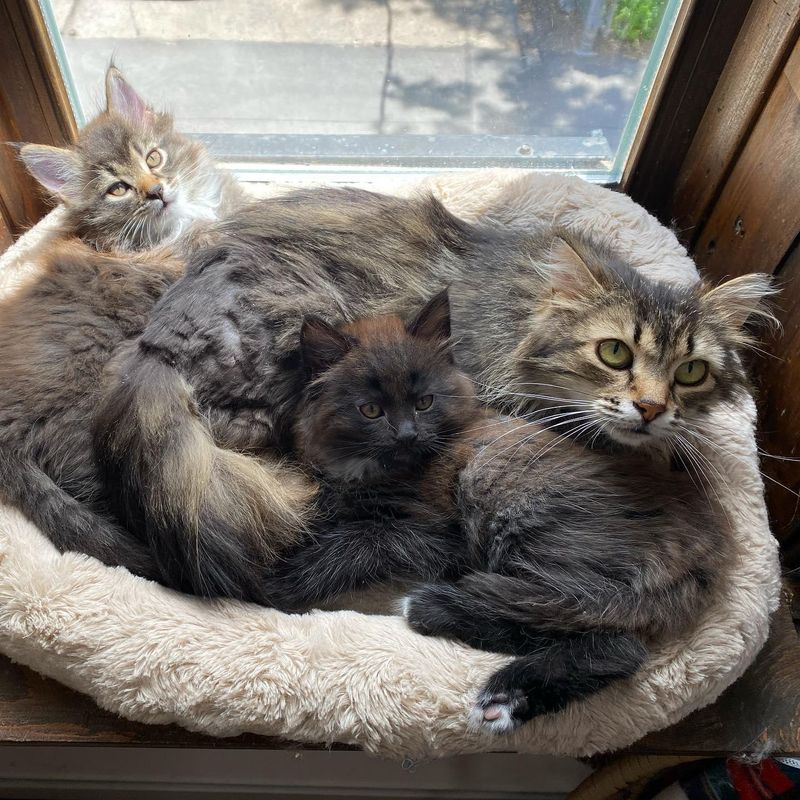 cat kittens sunbathing