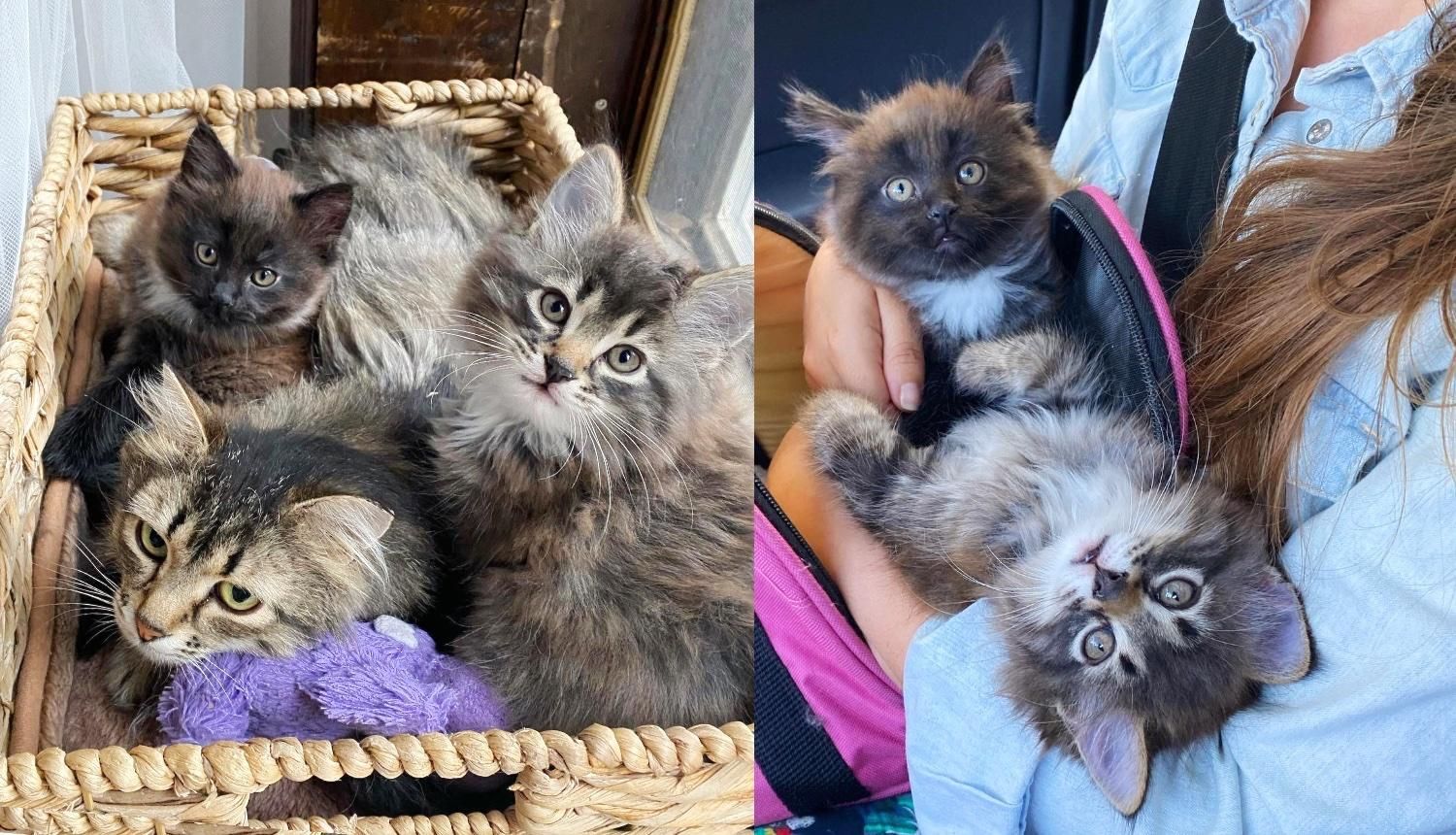 Cat Has Two Kittens Indoors for the First Time After Years