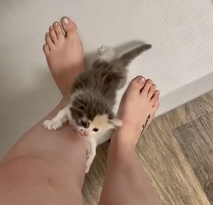 kitten climbing legs