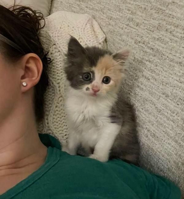 shoulder kitten uno