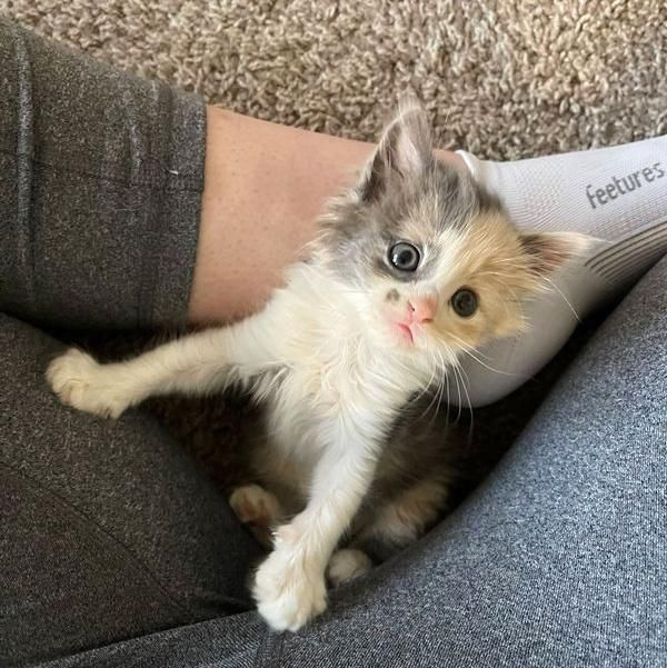 calico lap kitten