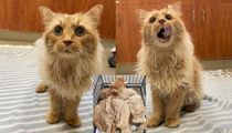 Shelter Removes 1 Lb. of Matted Fur from Abandoned Cat