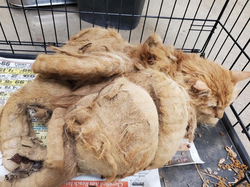 cat covered in mats