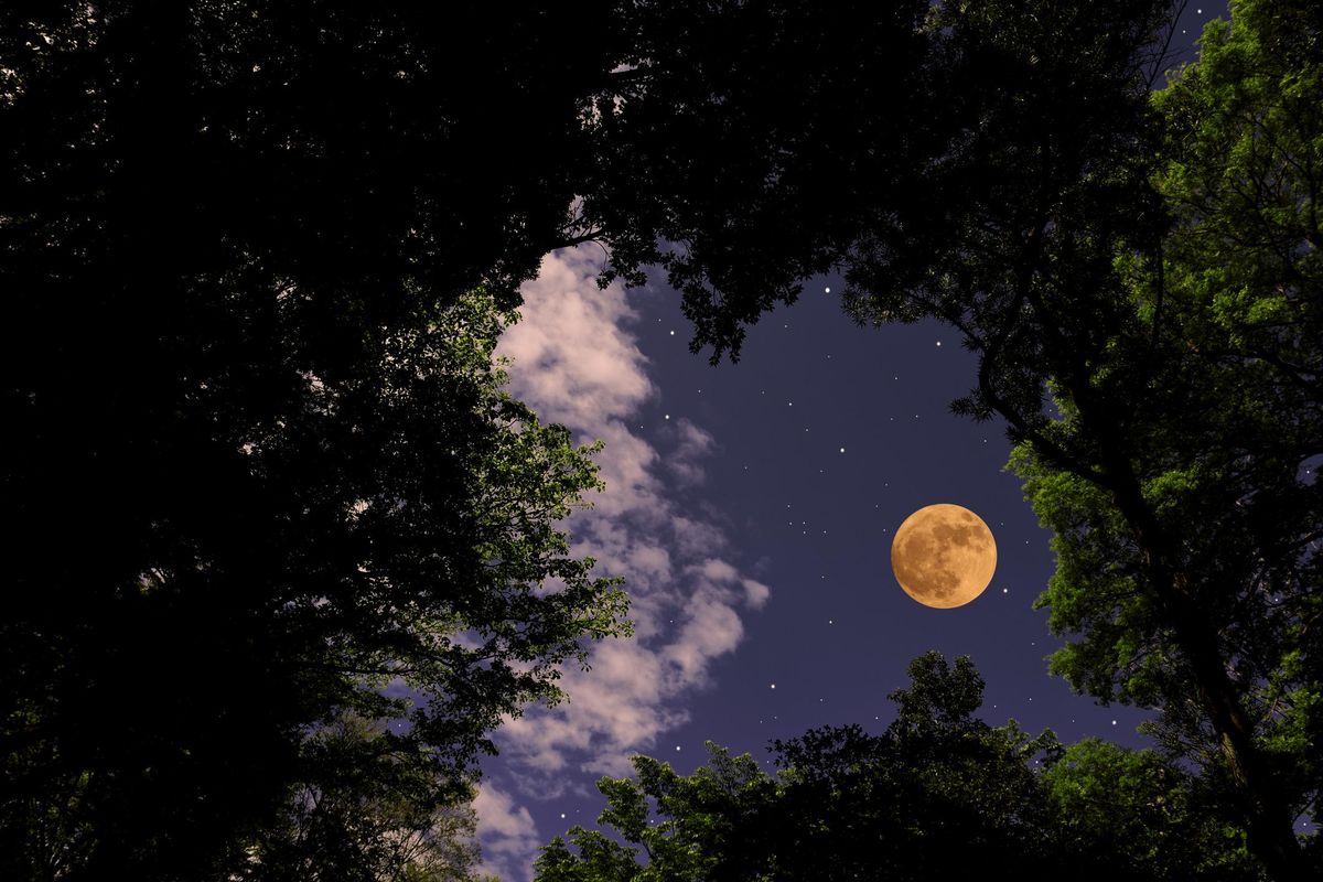 Quelle nottate in tenda sotto le stelle immersi nel bosco che non dorme mai