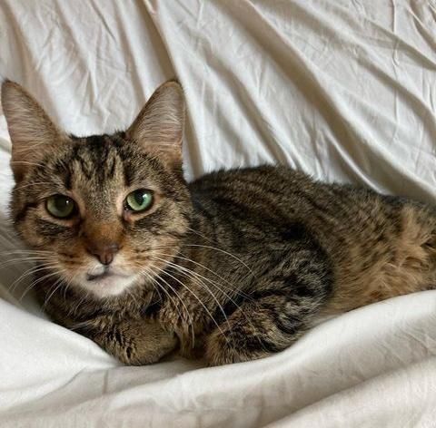 tabby cat snaggletooth