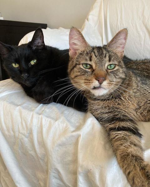 cat brothers bonded pair