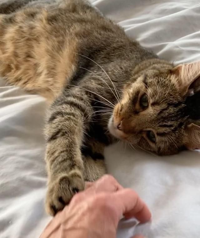 holding hands cat