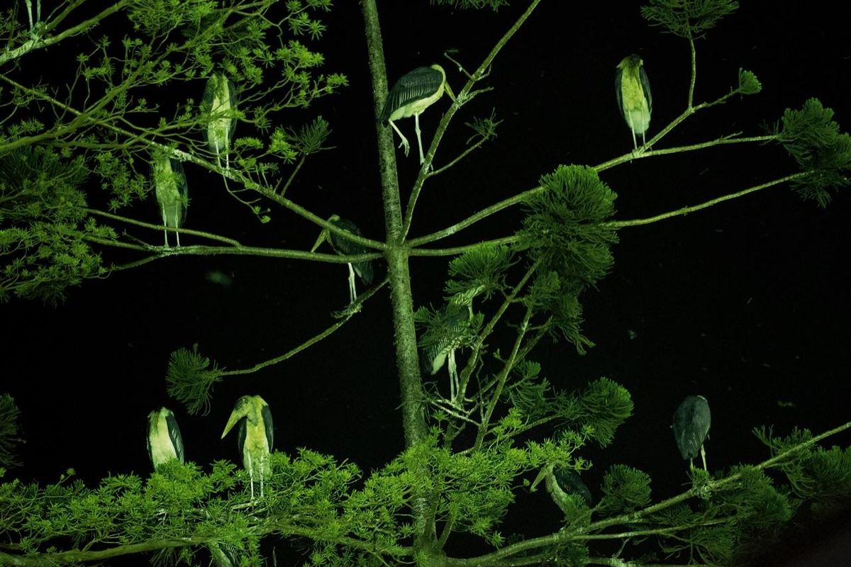 SI FEST a Savignano sul Rubicone