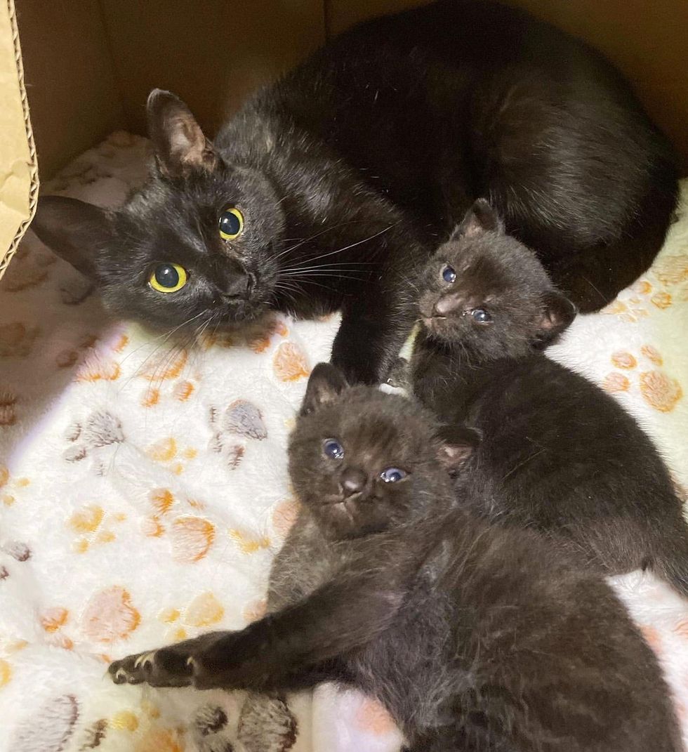 Feral Cat Warms Up to Her Rescuer When She Realizes Her Kittens are in ...