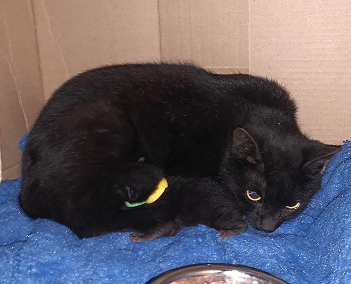 feral cat kittens