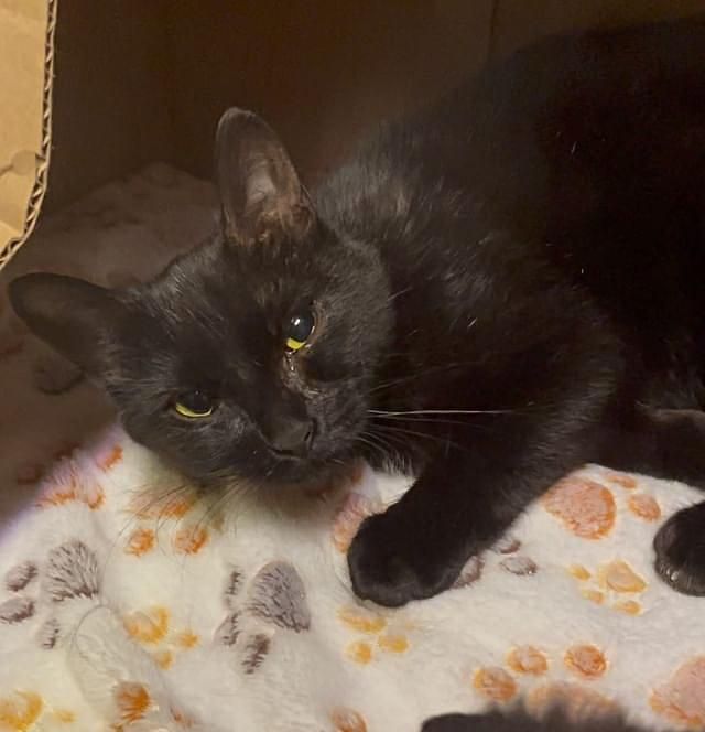 shy feral cat