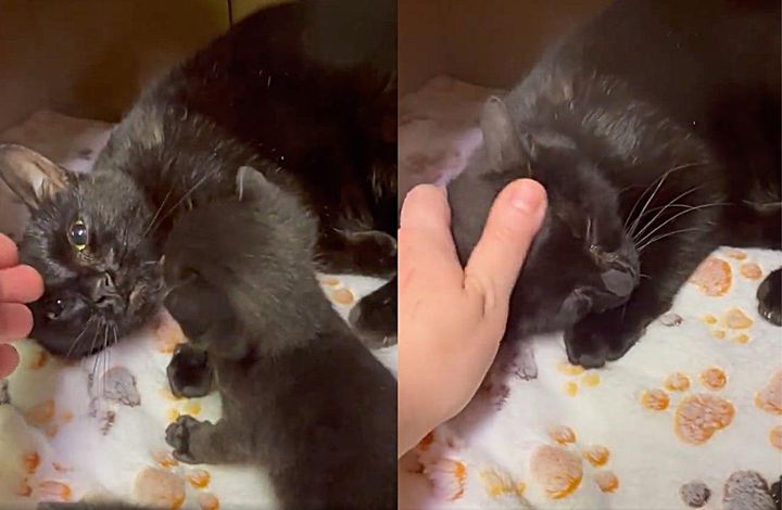 cat mom pets