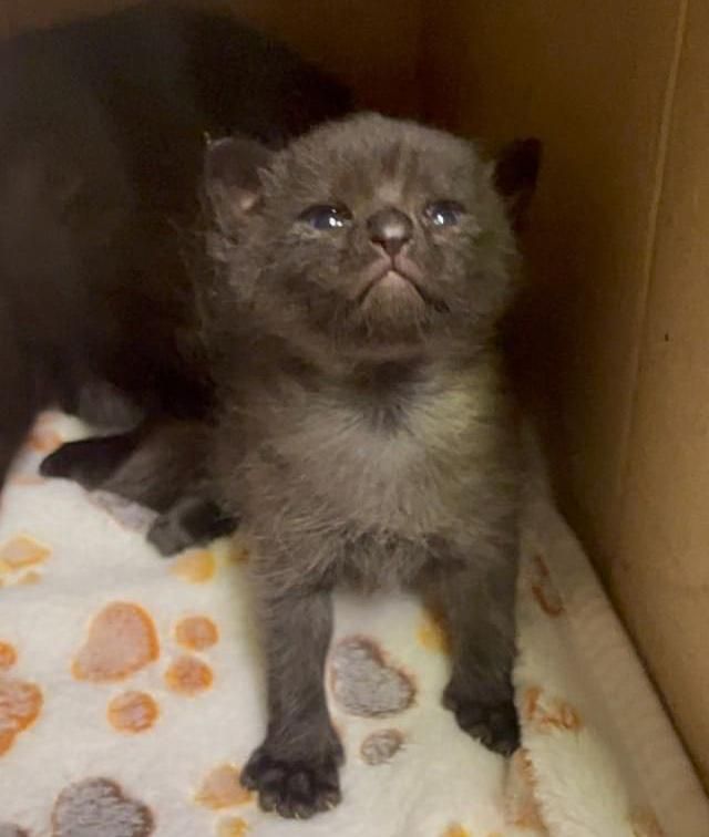 tiny cute kitten