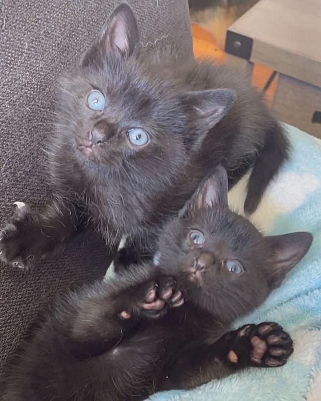 brothers black kittens