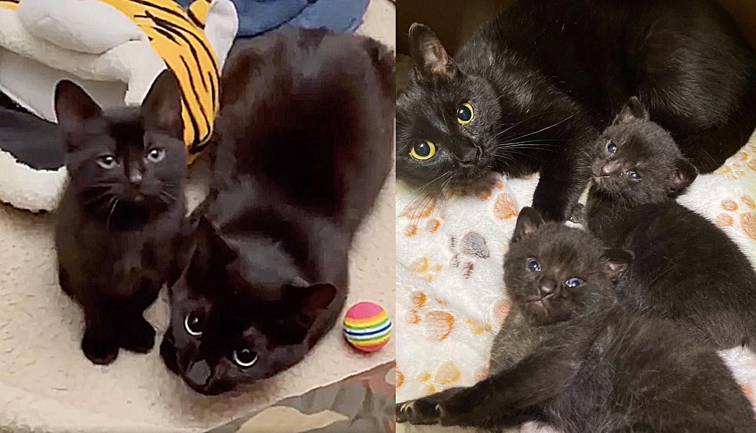 Feral Cat Warms Up To Her Rescuer When She Realizes Her Kittens Are In ...