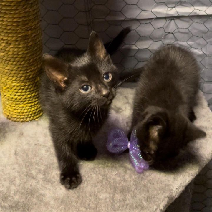 playful kittens