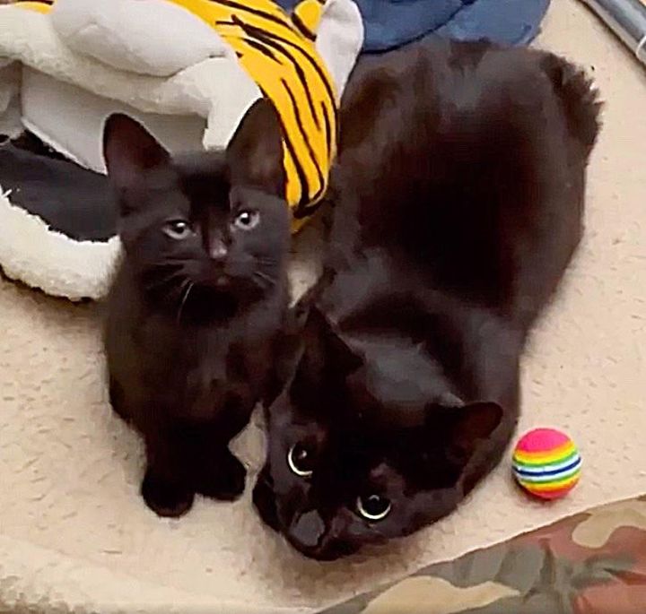 cat mom kitten