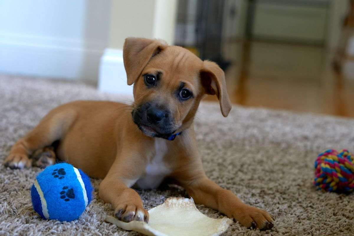 Dog with ball 