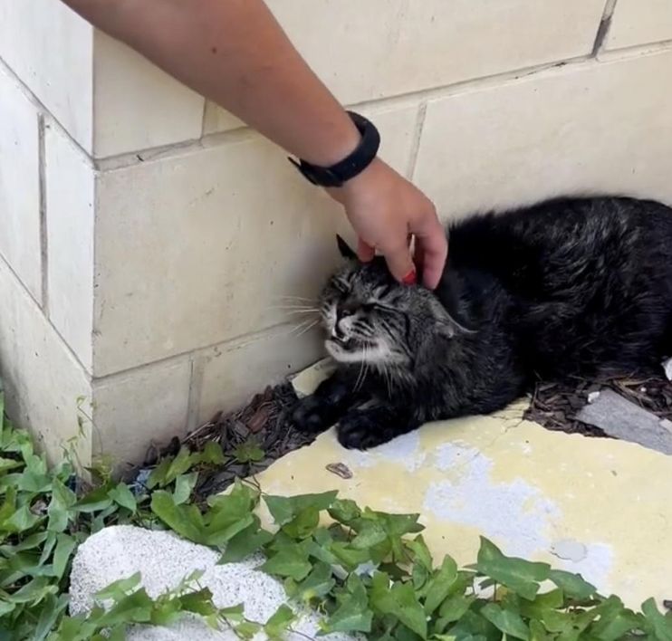 Police Department Recruits a Cat From Shelter to Join Them and Help Keep  the City Safe. - Love Meow