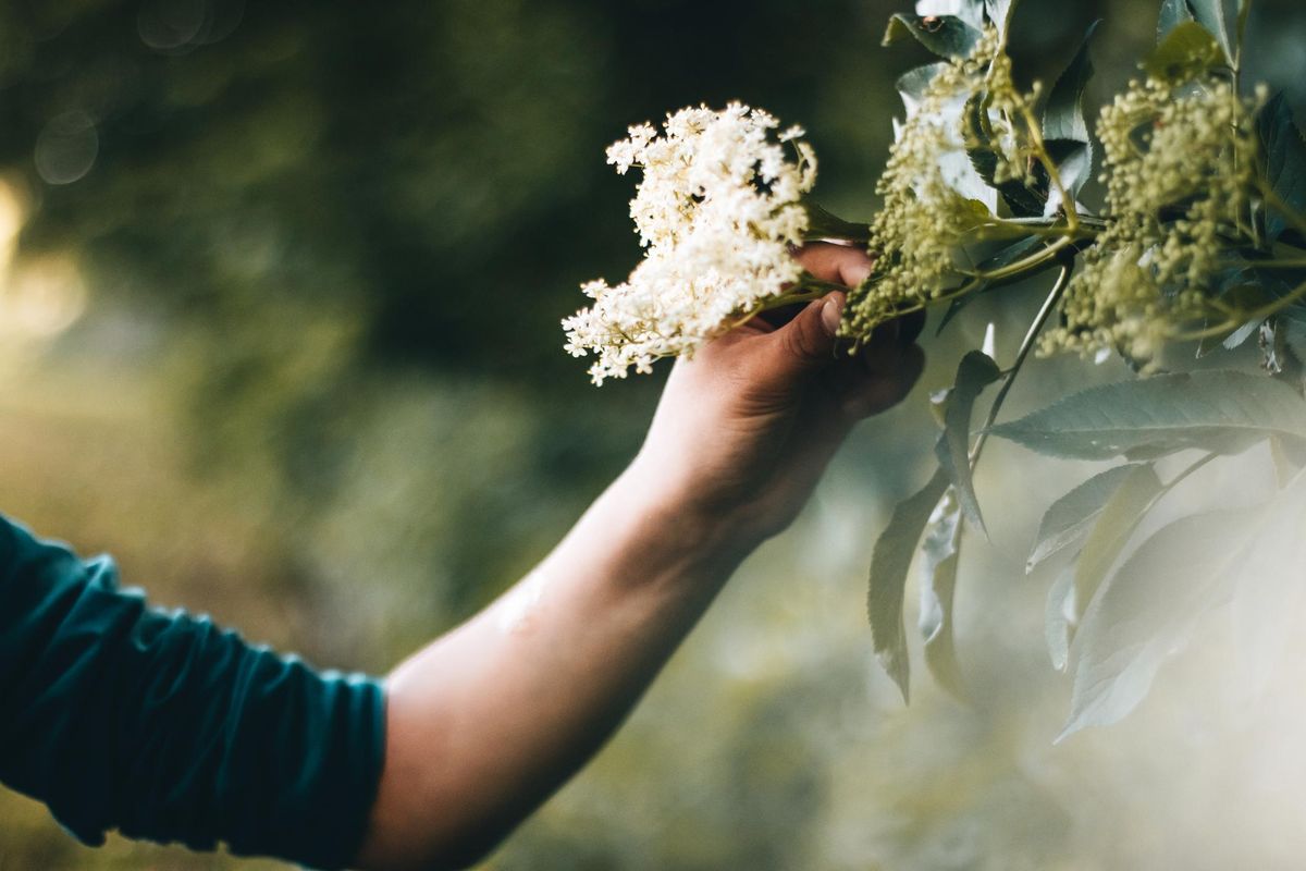 Magici poteri del sambuco, l’albero di Giuda