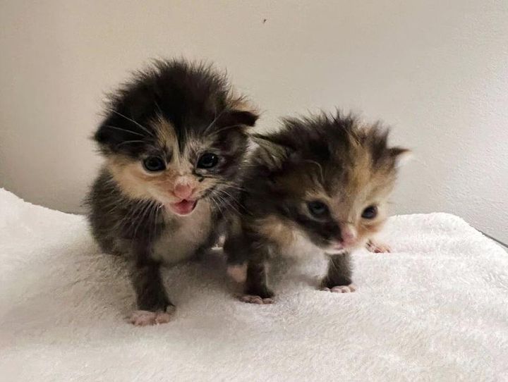 calico sister kittens