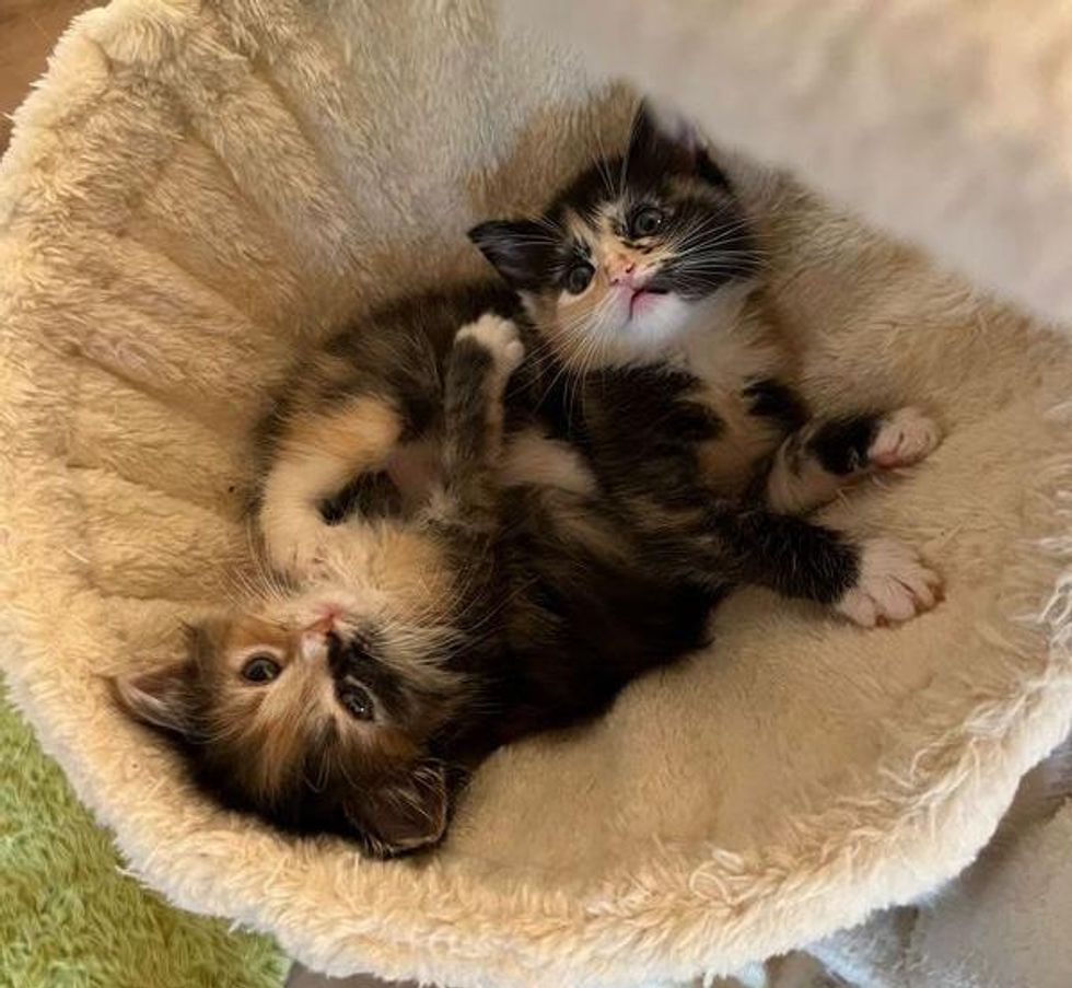 calico kittens cat tree