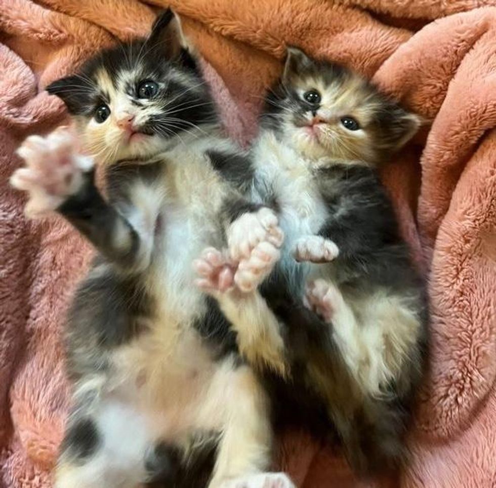 calico kittens sisters