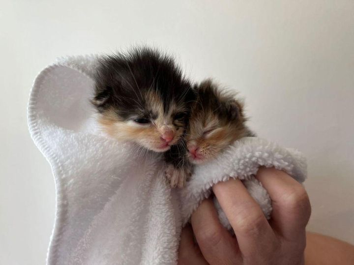 calico orphaned kittens