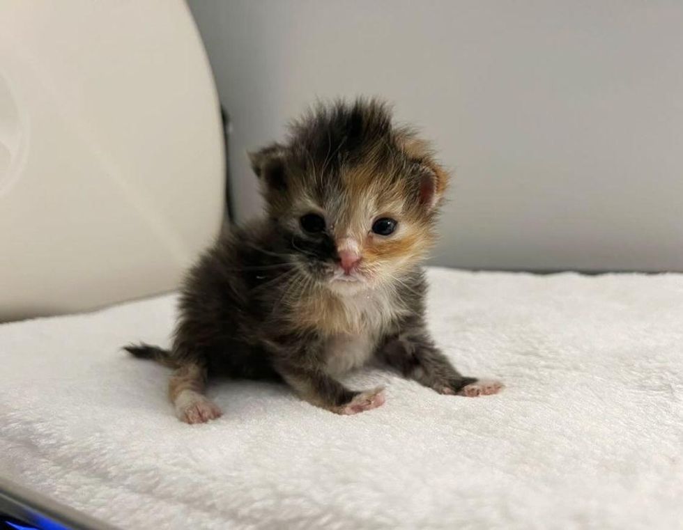 tiny calico kitten